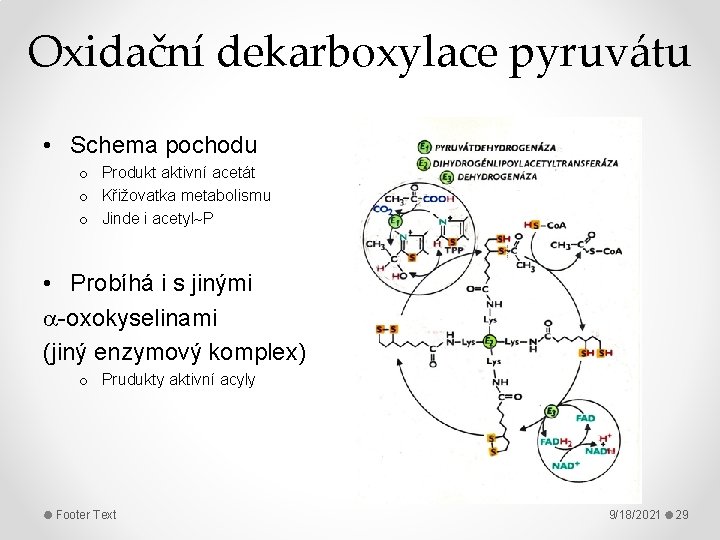 Oxidační dekarboxylace pyruvátu • Schema pochodu o Produkt aktivní acetát o Křižovatka metabolismu o