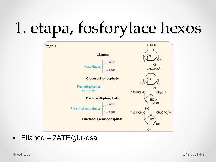 1. etapa, fosforylace hexos • Bilance – 2 ATP/glukosa Petr Zbořil 9/18/2021 3 