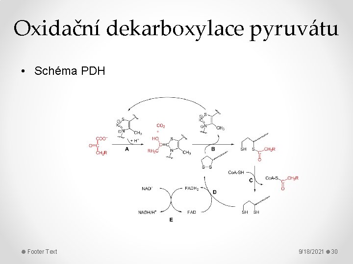 Oxidační dekarboxylace pyruvátu • Schéma PDH Footer Text 9/18/2021 30 