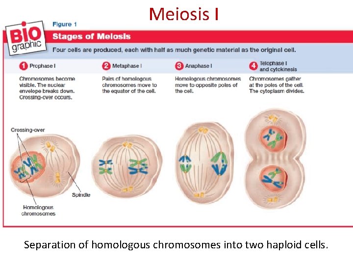 Meiosis I Separation of homologous chromosomes into two haploid cells. 