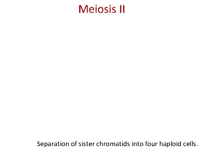 Meiosis II Separation of sister chromatids into four haploid cells. 