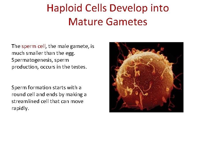 Haploid Cells Develop into Mature Gametes The sperm cell, the male gamete, is much