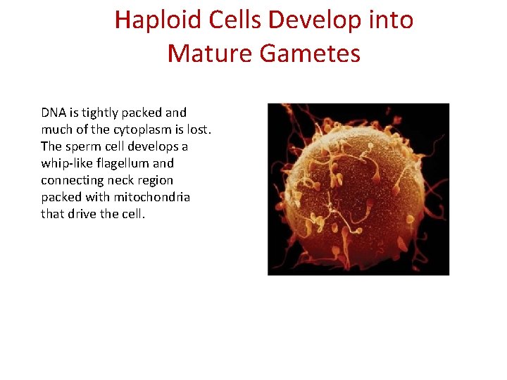 Haploid Cells Develop into Mature Gametes DNA is tightly packed and much of the