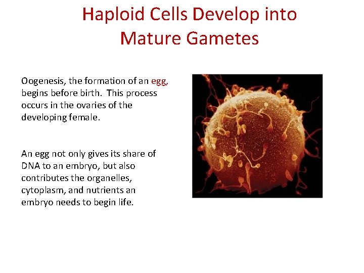 Haploid Cells Develop into Mature Gametes Oogenesis, the formation of an egg, begins before