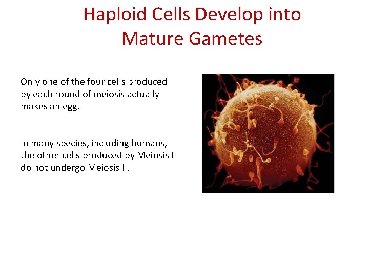 Haploid Cells Develop into Mature Gametes Only one of the four cells produced by