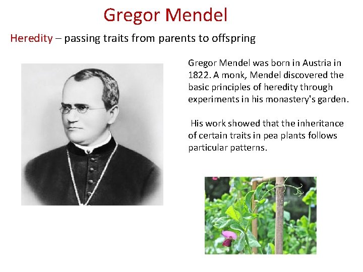 Gregor Mendel Heredity – passing traits from parents to offspring Gregor Mendel was born