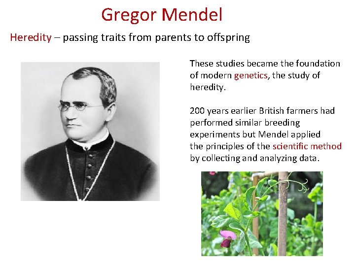 Gregor Mendel Heredity – passing traits from parents to offspring These studies became the