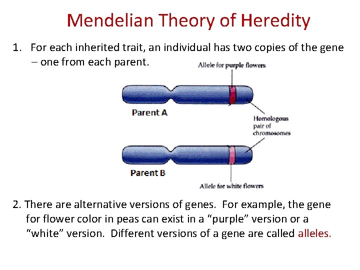 Mendelian Theory of Heredity 1. For each inherited trait, an individual has two copies