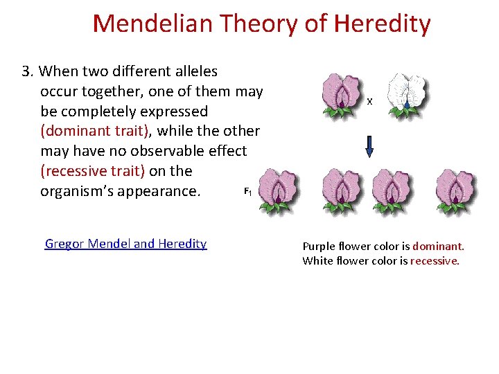 Mendelian Theory of Heredity 3. When two different alleles occur together, one of them