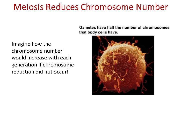 Meiosis Reduces Chromosome Number Imagine how the chromosome number would increase with each generation