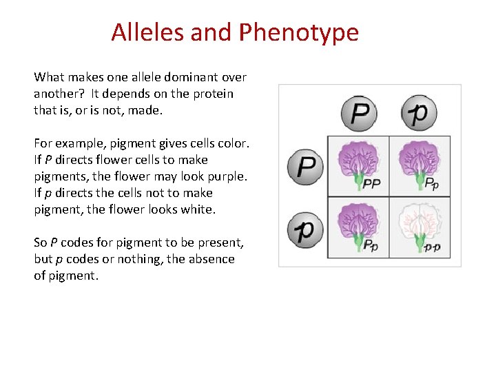 Alleles and Phenotype What makes one allele dominant over another? It depends on the