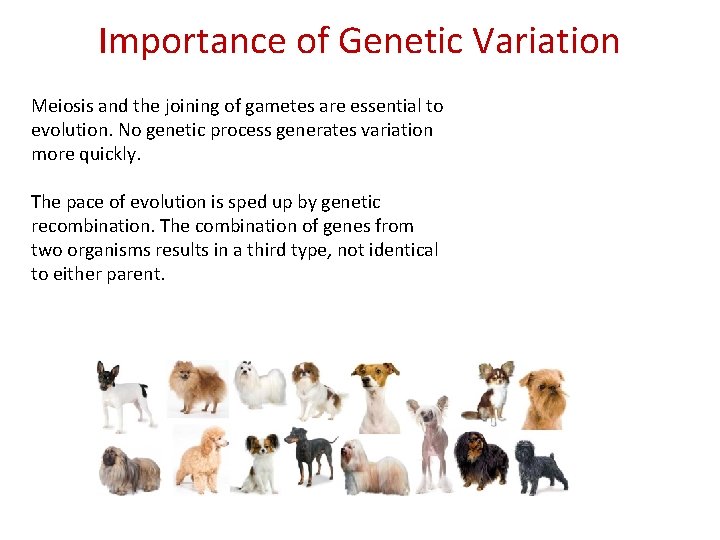 Importance of Genetic Variation Meiosis and the joining of gametes are essential to evolution.