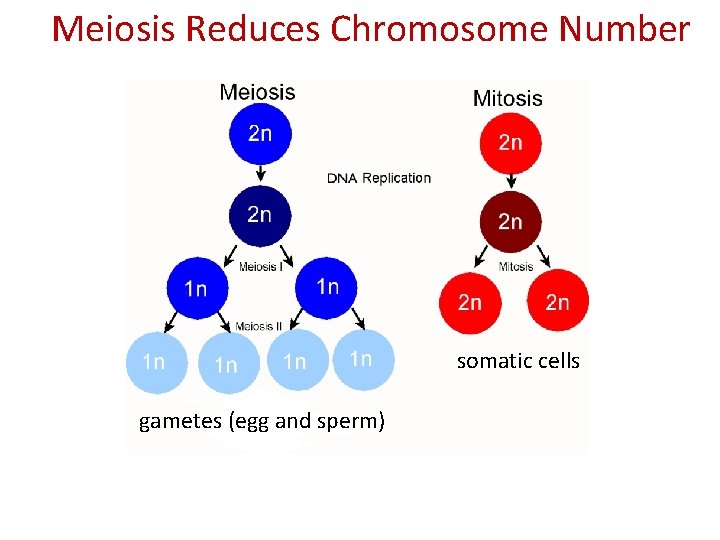 Meiosis Reduces Chromosome Number somatic cells gametes (egg and sperm) 