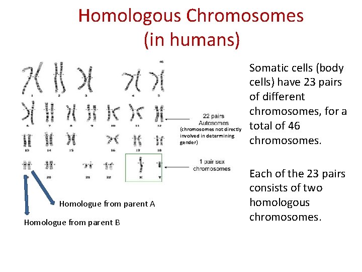 Homologous Chromosomes (in humans) (chromosomes not directly involved in determining gender) Homologue from parent