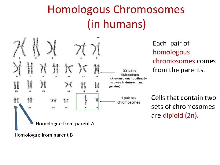 Homologous Chromosomes (in humans) Each pair of homologous chromosomes comes from the parents. (chromosomes