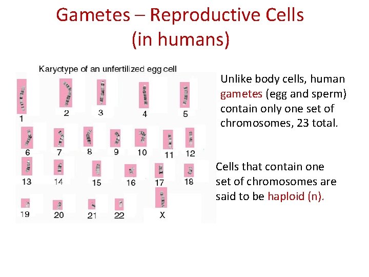 Gametes – Reproductive Cells (in humans) Unlike body cells, human gametes (egg and sperm)