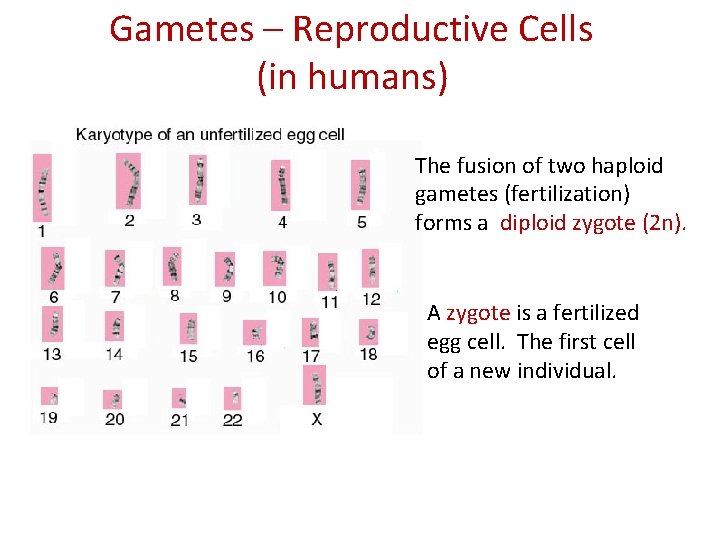 Gametes – Reproductive Cells (in humans) The fusion of two haploid gametes (fertilization) forms