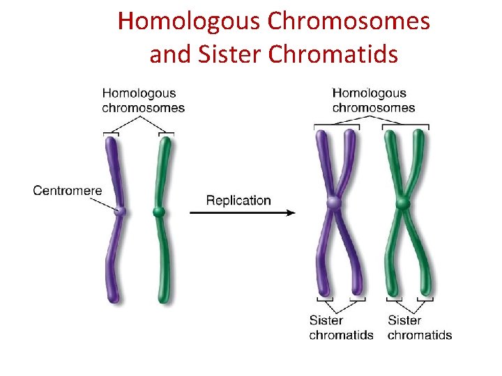 Homologous Chromosomes and Sister Chromatids 