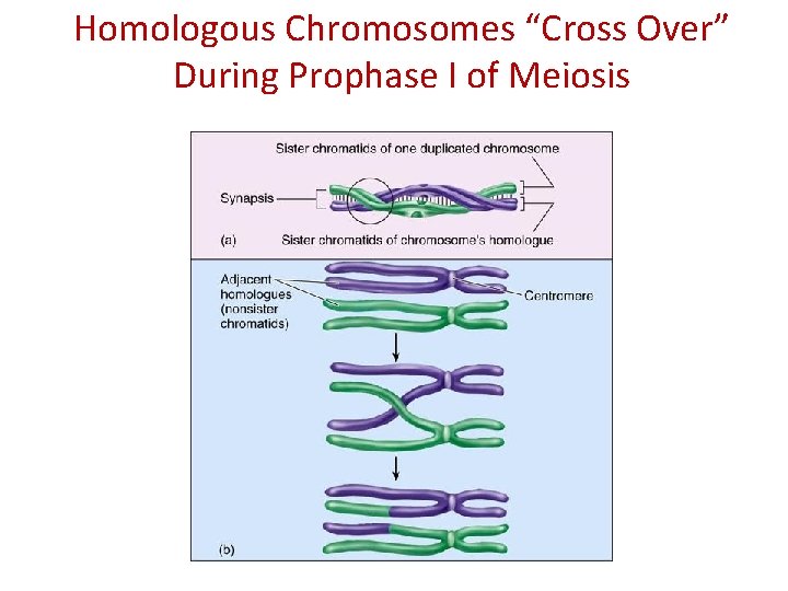 Homologous Chromosomes “Cross Over” During Prophase I of Meiosis 