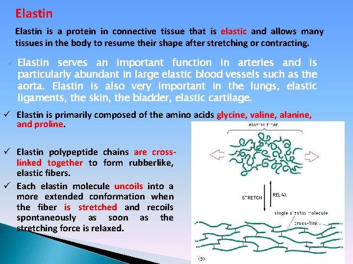 Elastin is a protein in connective tissue that is elastic and allows many tissues