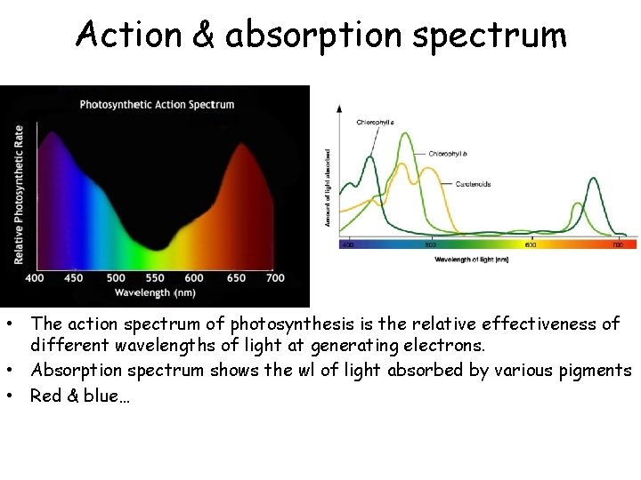 Action & absorption spectrum • The action spectrum of photosynthesis is the relative effectiveness
