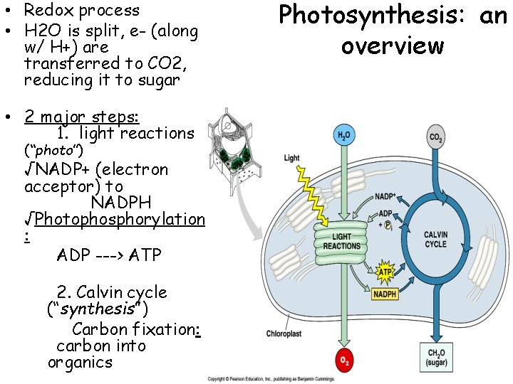 • Redox process • H 2 O is split, e- (along w/ H+)