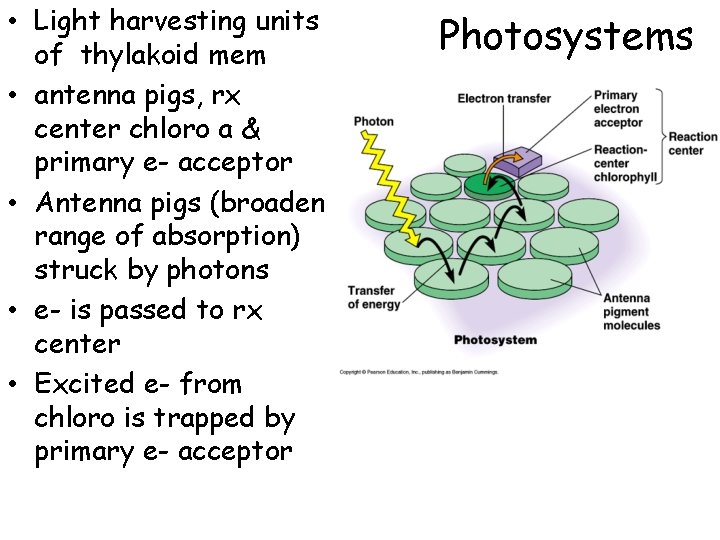  • Light harvesting units of thylakoid mem • antenna pigs, rx center chloro
