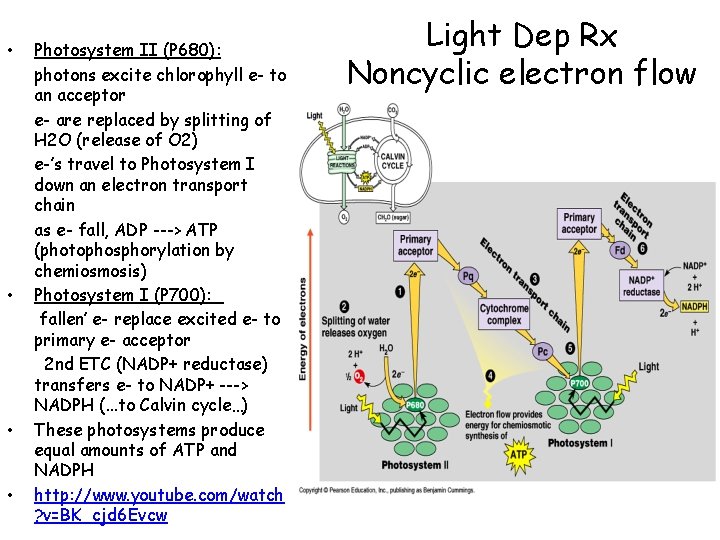  • • Photosystem II (P 680): photons excite chlorophyll e- to an acceptor