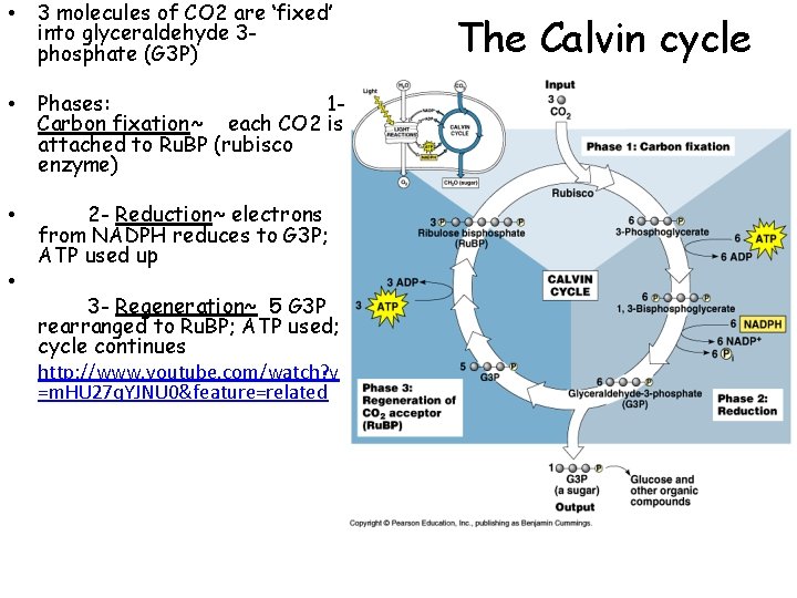  • 3 molecules of CO 2 are ‘fixed’ into glyceraldehyde 3 phosphate (G