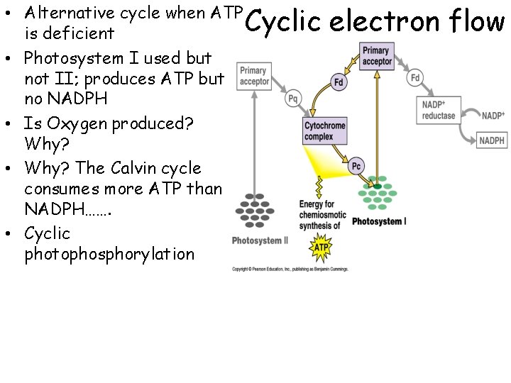  • Alternative cycle when ATP is deficient • Photosystem I used but not