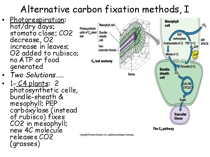 Alternative carbon fixation methods, I • Photorespiration: hot/dry days; stomata close; CO 2 decrease,