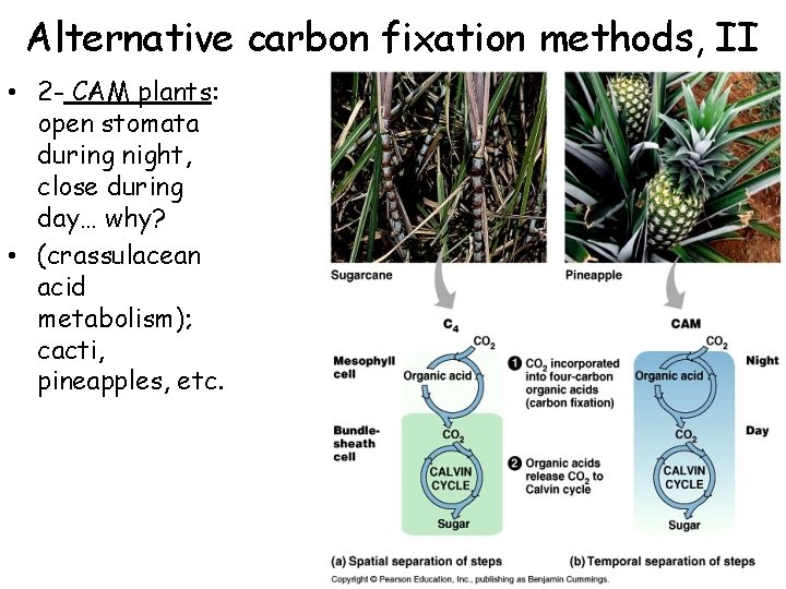 Alternative carbon fixation methods, II • 2 - CAM plants: open stomata during night,