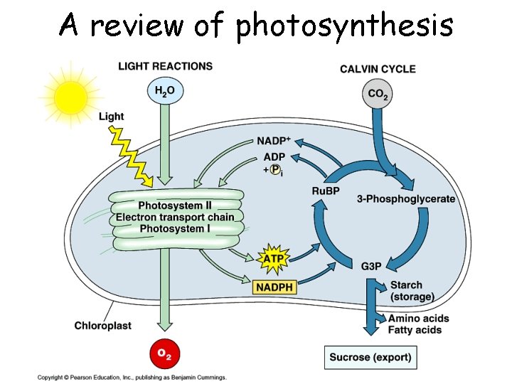 A review of photosynthesis 