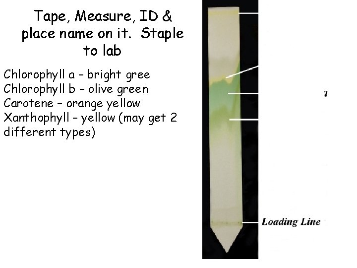 Tape, Measure, ID & place name on it. Staple to lab Chlorophyll a –