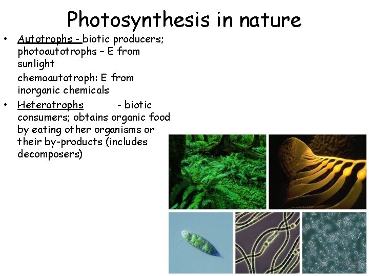Photosynthesis in nature • Autotrophs - biotic producers; photoautotrophs – E from sunlight chemoautotroph: