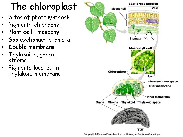 The chloroplast Sites of photosynthesis Pigment: chlorophyll Plant cell: mesophyll Gas exchange: stomata Double