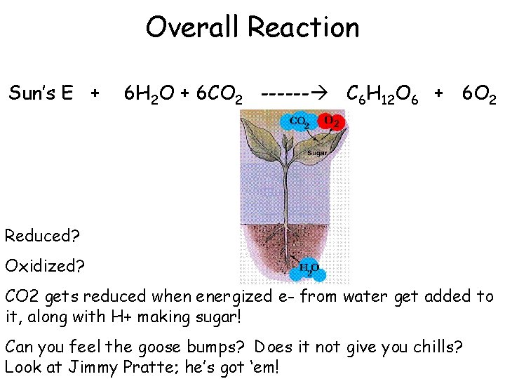 Overall Reaction Sun’s E + 6 H 2 O + 6 CO 2 ------