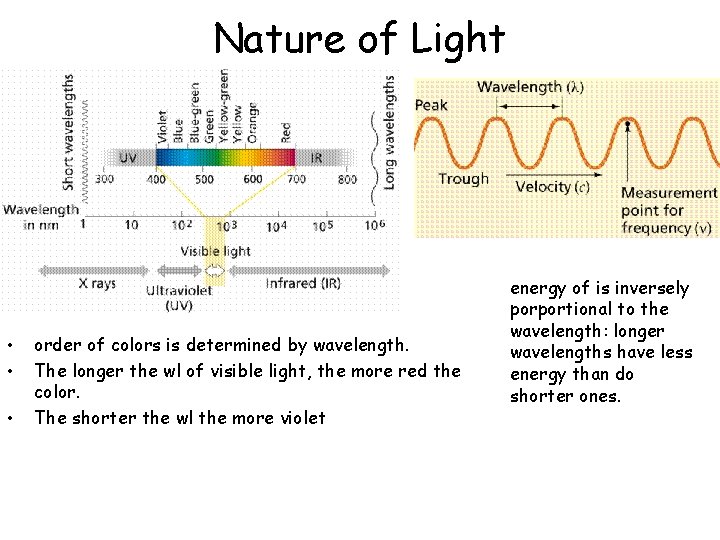 Nature of Light • • • order of colors is determined by wavelength. The