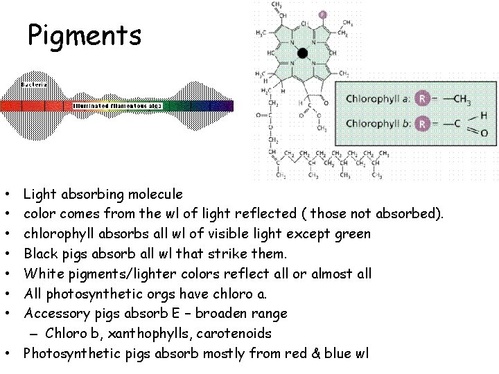 Pigments Light absorbing molecule color comes from the wl of light reflected ( those