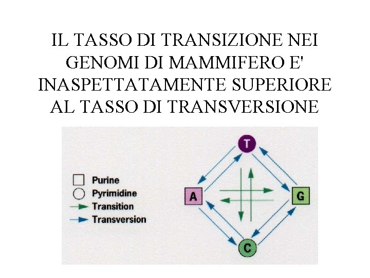 IL TASSO DI TRANSIZIONE NEI GENOMI DI MAMMIFERO E' INASPETTATAMENTE SUPERIORE AL TASSO DI