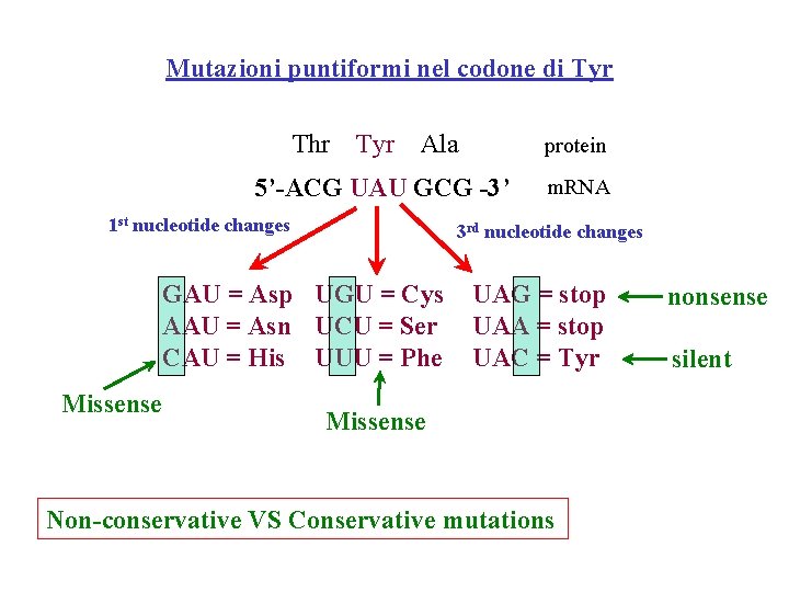 Mutazioni puntiformi nel codone di Tyr Thr Tyr Ala protein 5’-ACG UAU GCG -3’