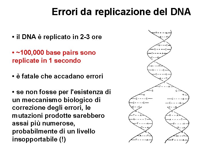 Errori da replicazione del DNA • il DNA è replicato in 2 -3 ore