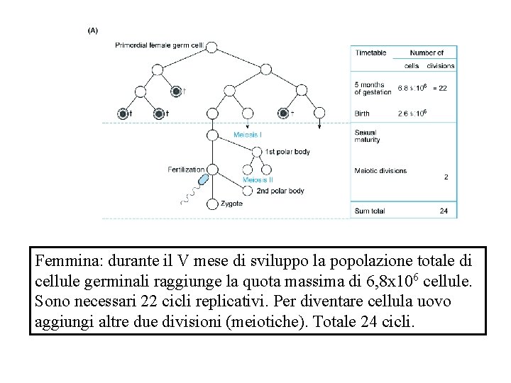 Femmina: durante il V mese di sviluppo la popolazione totale di cellule germinali raggiunge