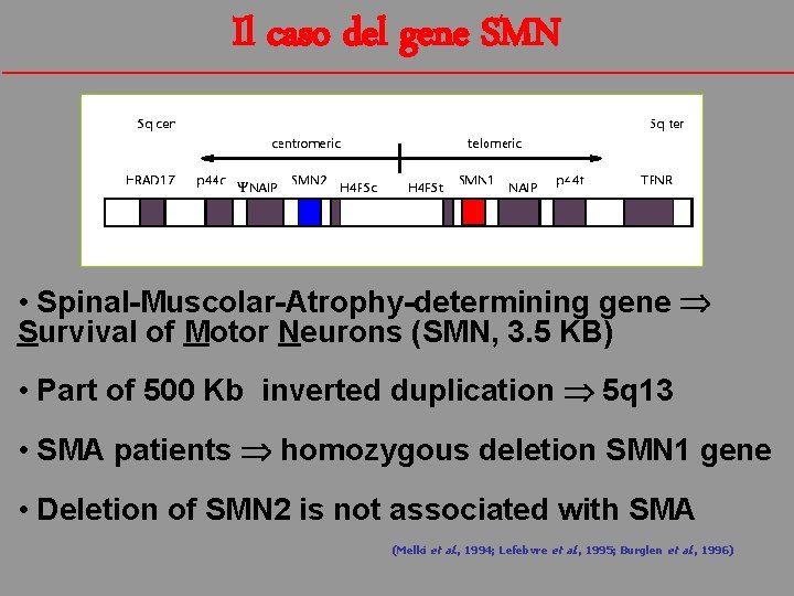 Il caso del gene SMN • Spinal-Muscolar-Atrophy-determining gene Survival of Motor Neurons (SMN, 3.