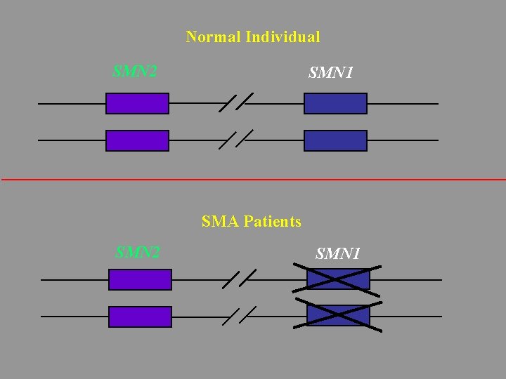 Normal Individual SMN 2 SMN 1 SMA Patients SMN 2 SMN 1 