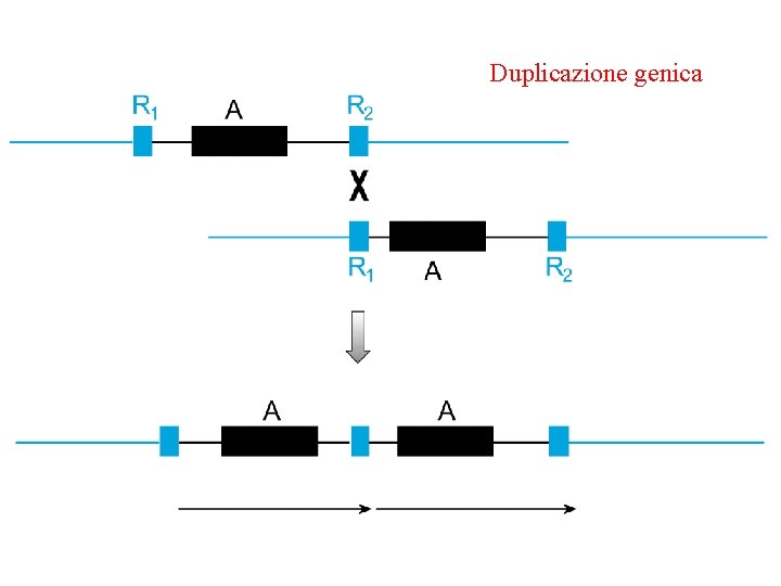 Duplicazione genica 
