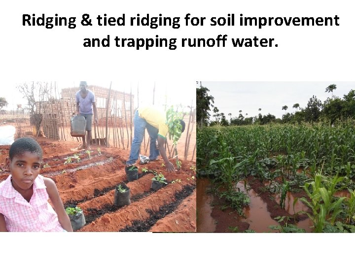 Ridging & tied ridging for soil improvement and trapping runoff water. 