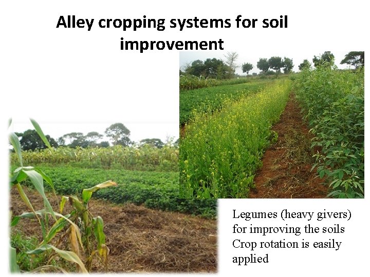 Alley cropping systems for soil improvement Legumes (heavy givers) for improving the soils Crop