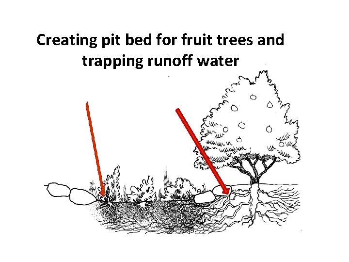 Creating pit bed for fruit trees and trapping runoff water 