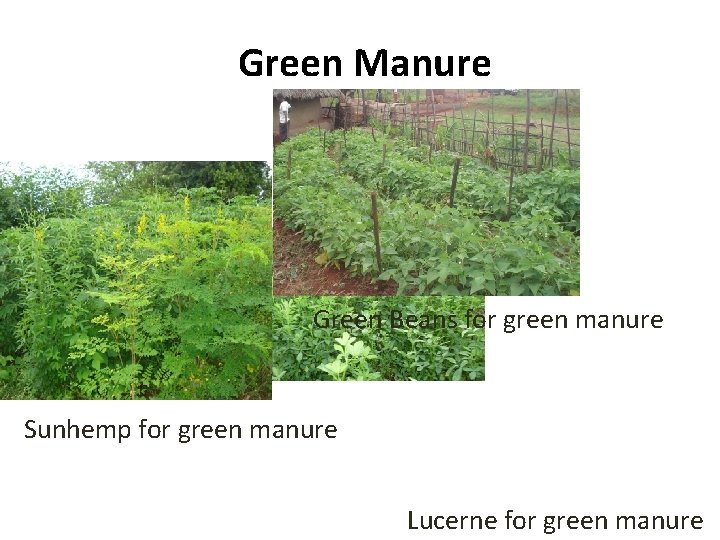 Green Manure Green Beans for green manure Sunhemp for green manure Lucerne for green